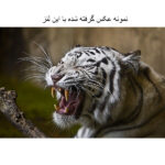 لنز کانن مدل EF-S 70-200mm F/4 L USM IS