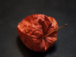 لنز فوجی فیلم XF 60mm F/2.4 Macro