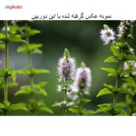 دوربین عکاسی کانن مدل EOS 70D+لنزSTM 18-135 میلی متر