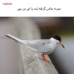 دوربین دیجیتال نیکون مدل D7100 kit 18-55